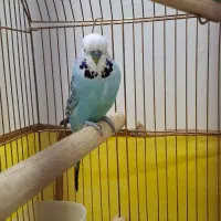 مرغ عشق انگلیسی .نر و ماده