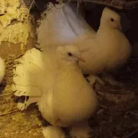 کبوتر دمچتری انگلیسی ماده