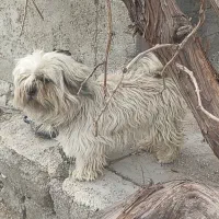 سگ شیتزو گم شده