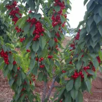 چالکود وتغذیه باغات با کود ارگانیک|خدمات باغبانی و درختکاری|دهگلان, |دیوار