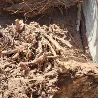 فسیل کنی حرس و فروش فسیل کلیته مرداسنگ مضافتی ..|گل و گیاه طبیعی|جیرفت, |دیوار