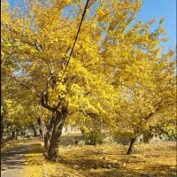 زمین-1800-متری-در-بلوار-تعاون-شهر-زیبا