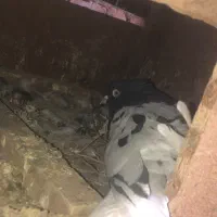 کبوتر فروشی|پرنده|شیراز, ابیوردی|دیوار