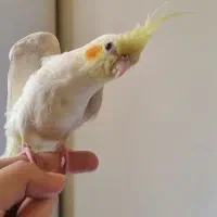 گمشده