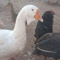 قو قاز لیندا
