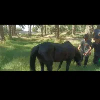 اسب نر عرب سرحال برازجان|اسب و تجهیزات اسبسواری|برازجان, |دیوار