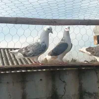 کبوتر گنجه آبادکن