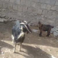 بز و بزغاله|حیوانات مزرعه|بیستون, |دیوار