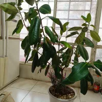 گل طبیعی فیکوس