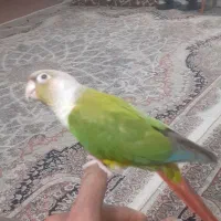 گرنجیگ بازیگوش ودستی