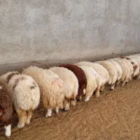 بره سفید صادراتی|حیوانات مزرعه|کوهدشت, |دیوار