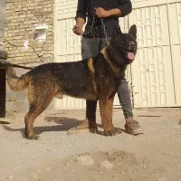 سگ آکیتا آمریکایی
