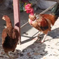 دوتا مرغ یدونه خروس