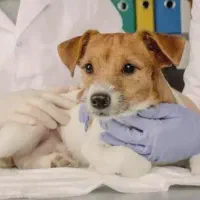 منشی کلینیک دامپزشکی