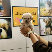 سگ جیبی ، پامرانین خرسی توی پودل شیتزو سوپرفلت