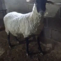 ۲تا میش  رومن و رومانوف