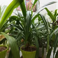 گل موزی و نخلی