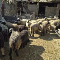 60راس میش جوان داشتی