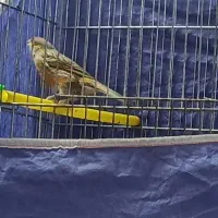 قناری نر سرخ|پرنده|بروجرد, |دیوار