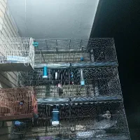 قفس ۶ خان قفس سهره|لوازم جانبی حیوانات|ماهدشت, |دیوار