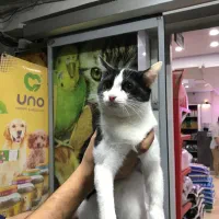 گربه دی اس اچ