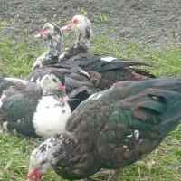 اردک اسراییلی و خروس