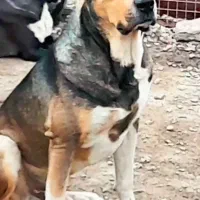 سگ نژاد دار