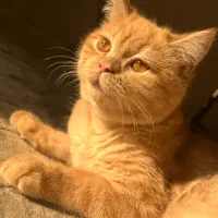 گربه بریتیش پرشین