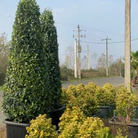 پالم و کامیس و یاس