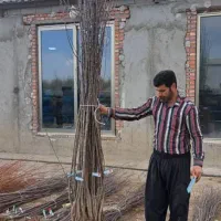 نهالستان پالیز