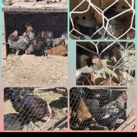 ۱۰عددخروس جوان وسرحال درشت از۶۰۰به بالا