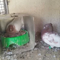 کبوتر|پرنده|شیراز, فرهنگیان|دیوار