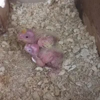 عروس هلندی و مرغ عشق انگلیسی|پرنده|هشتگرد, هشتگرد قدیم|دیوار