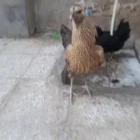 مرغ محلی دورگه|حیوانات مزرعه|میرجاوه, |دیوار