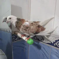 کبوتر هما