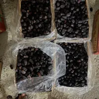 خرما درجه دو