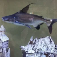 ماهی پنگوسی گوشتخوار