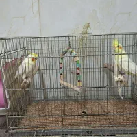 جفت مولد آلبینو و لوتینو