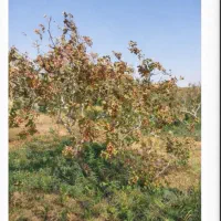 فروش ۳۰۰ هکتار زمین و باغ پسته