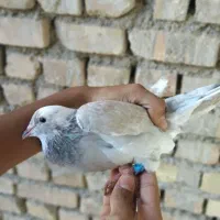 کبوتر‌ مفت