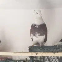 کفتر یا کبوتر