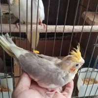 جوجه عروس هلندی  حدودی ماه به علت جابجایی زیر قیمت