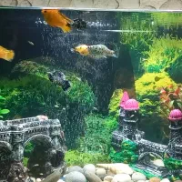 آکواریوم زیبا