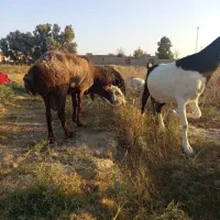 قوچ افشاری|حیوانات مزرعه|جزنیک, |دیوار