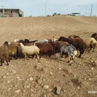 بره نره پای پروار