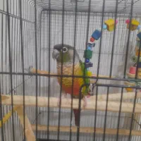 گرینچیک|پرنده|یزد, |دیوار