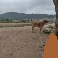 سگ گوسفندی|سگ|آزادشهر, |دیوار