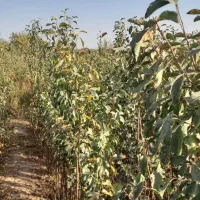 نهال|گل و گیاه طبیعی|نیشابور, فضل|دیوار