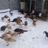 بوقلمون محلی|حیوانات مزرعه|جوانرود, |دیوار