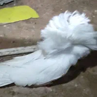 کبوتر شامپیون.یالدار اصیل